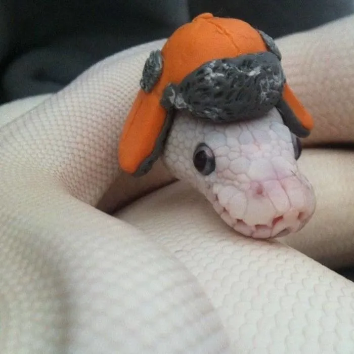 Cute Snake In A Winter Hat