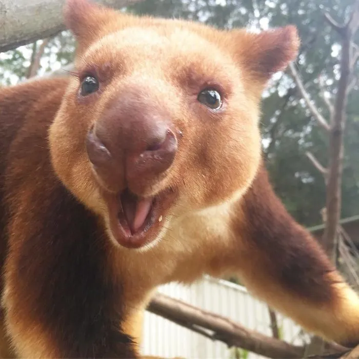 Turns Out Tree-Kangaroos Exist, And It's Impossible To Scroll Down This List Without Smiling