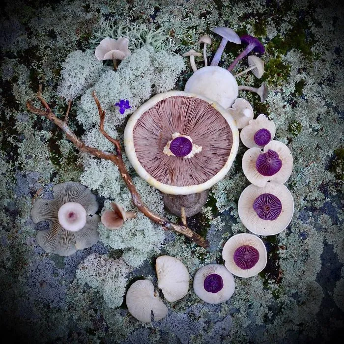 I Create My Own Dream World Using Wild Mushrooms