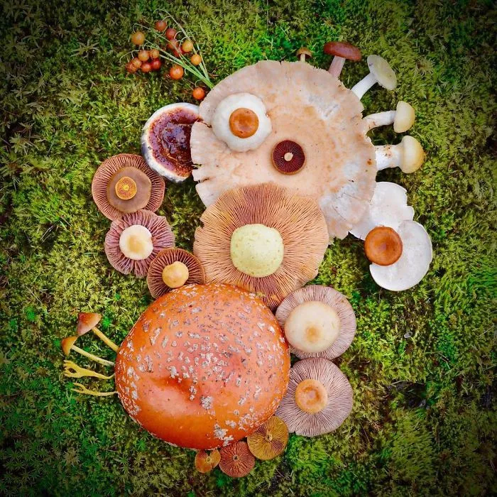 I Create My Own Dream World Using Wild Mushrooms