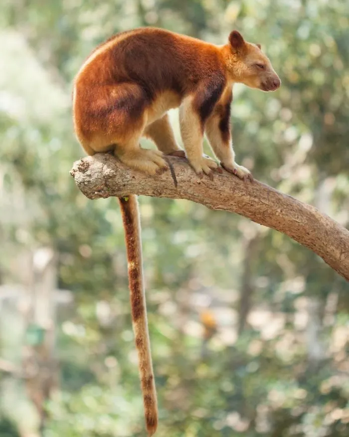 Turns Out Tree-Kangaroos Exist, And It's Impossible To Scroll Down This List Without Smiling