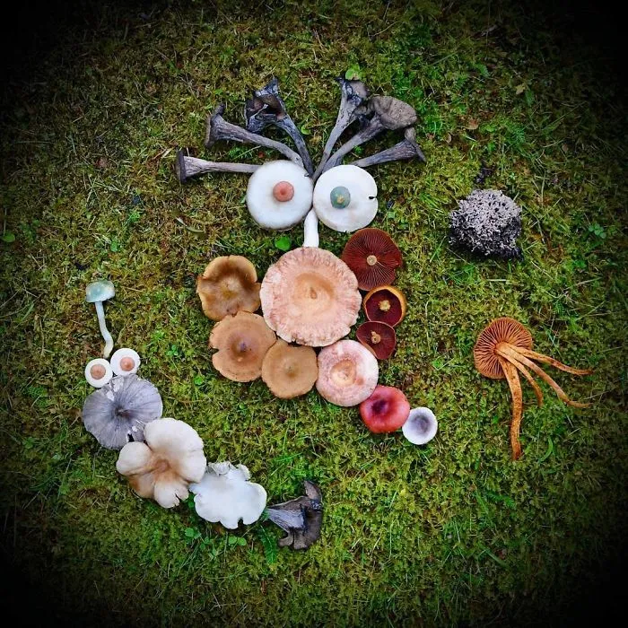 I Create My Own Dream World Using Wild Mushrooms