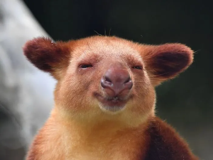 Turns Out Tree-Kangaroos Exist, And It's Impossible To Scroll Down This List Without Smiling