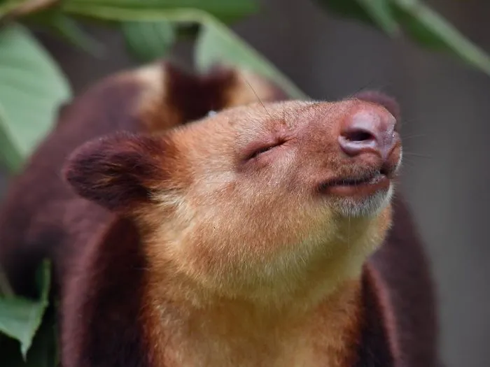 Turns Out Tree-Kangaroos Exist, And It's Impossible To Scroll Down This List Without Smiling
