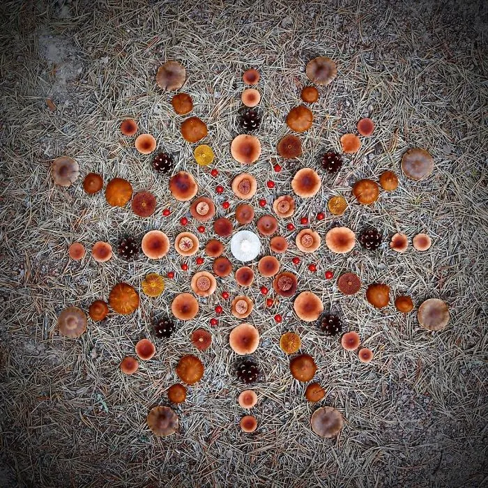 I Create My Own Dream World Using Wild Mushrooms