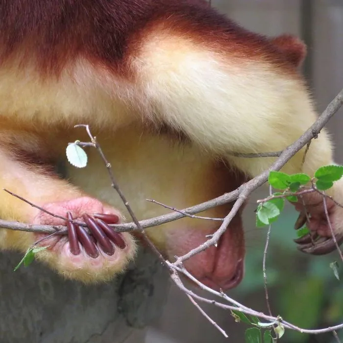 Turns Out Tree-Kangaroos Exist, And It's Impossible To Scroll Down This List Without Smiling