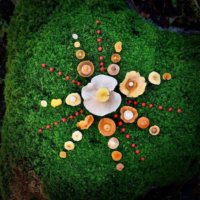 I Create My Own Dream World Using Wild Mushrooms