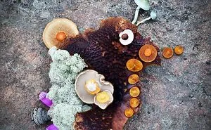 I Create My Own Dream World Using Wild Mushrooms