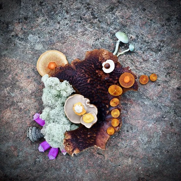 I Create My Own Dream World Using Wild Mushrooms