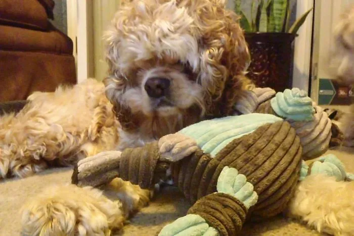 Bilbo Has Hydrocephalus And A Cleft Palate Which Didn't Detract At All From His Ridiculous Adorability.