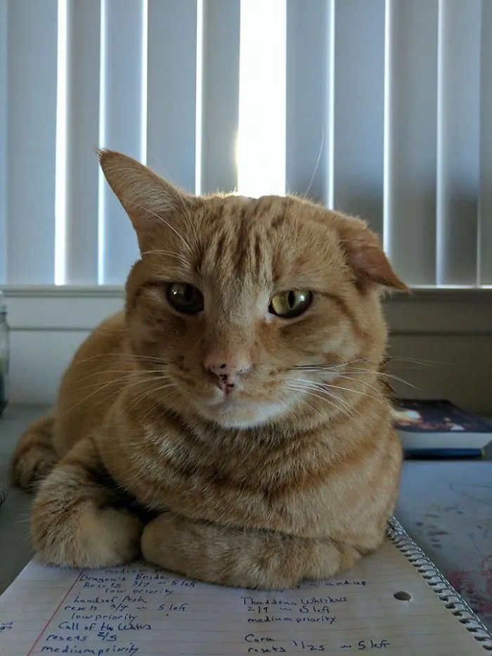 Bruce Just Showed Up In Our Neighborhood One Day And Decided He Liked Us. His Ear Was Injured At Some Point Before That, And It Has Never Stood Up Straight. I Think It Gives Him A Certain Charm.