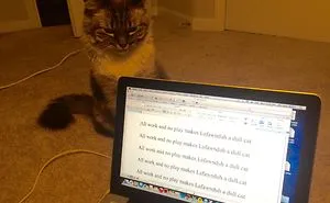The Tail Of A Testy Kitty