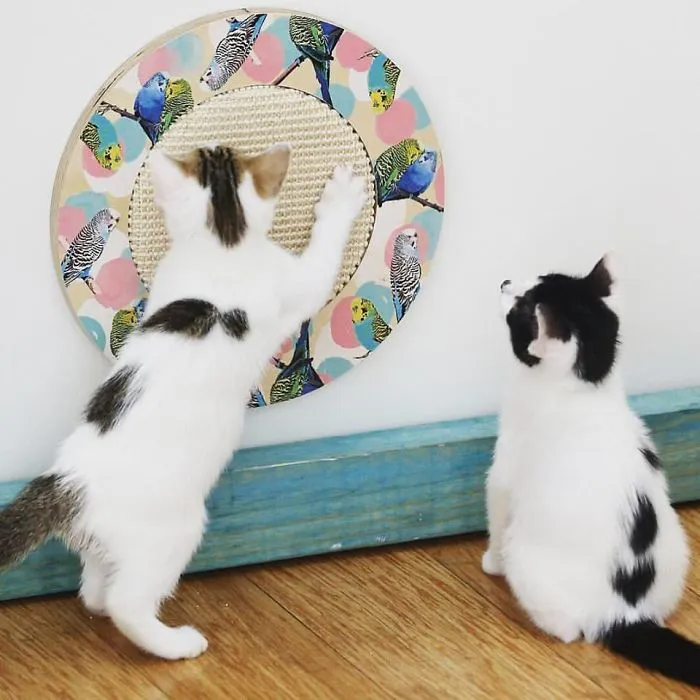 I Spent $20,000 Finding The Right Scratcher For My Cats