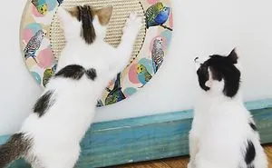 I Spent $20,000 Finding The Right Scratcher For My Cats