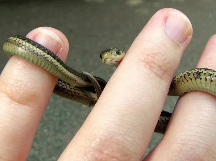 It Peered At The Camera From Behind My Ring Finger Long Enough For Me To Get This Adorable Shot.