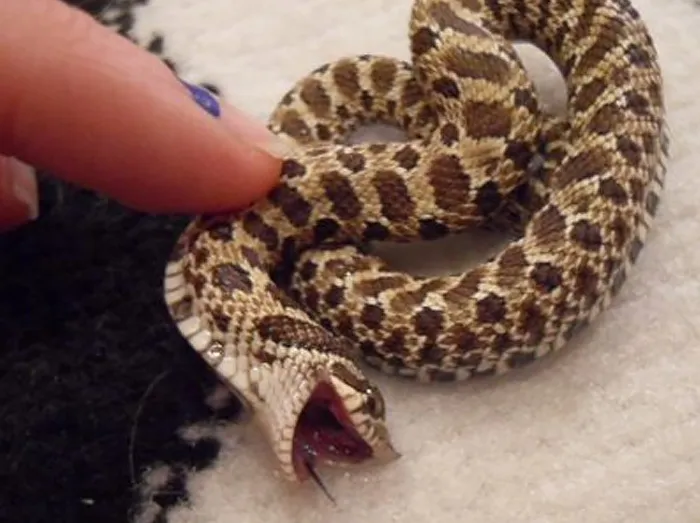 Ticklish Perhaps?