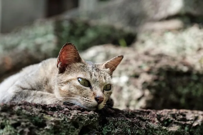 Cats In Angkor Wat