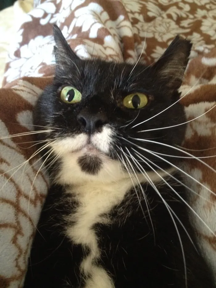 Sid Vicious Was Beaten To Hell When We Rescued Him, And Then He Got Cancer And Lost The Use Of His Right Front Paw. His Ears Weren’t Perfect, But He Was...