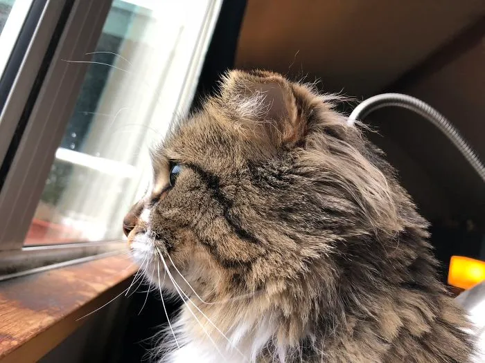 Fluffy brown tabby cat looking out a window, capturing the moment people share new names for their pets.