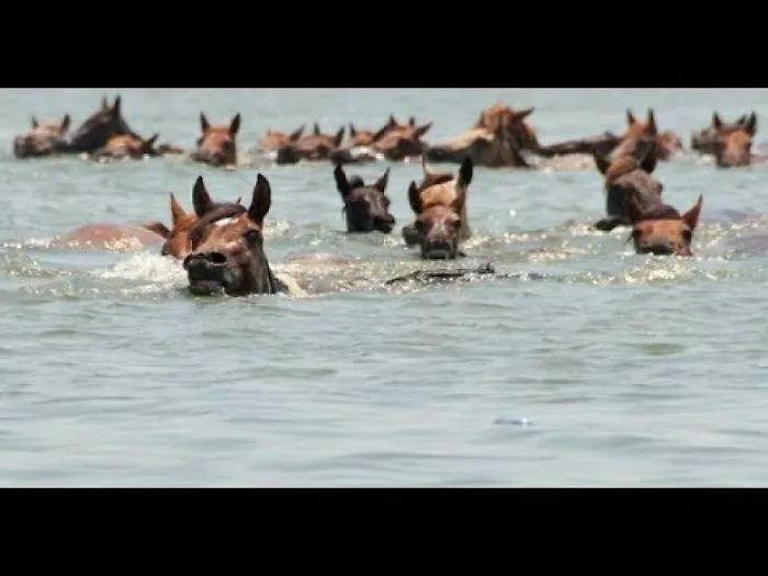150 Wild Horses Swim Through This Cool Water Why Breathtaking