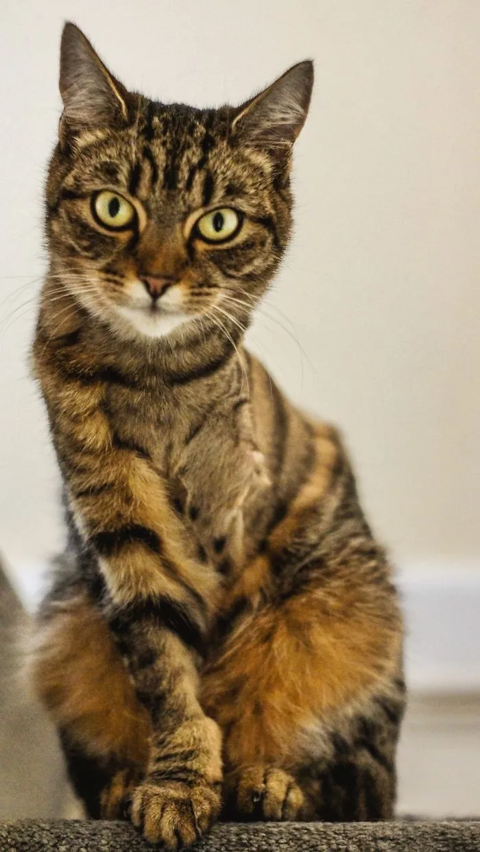 Zola Our 3 Legged Rescue Cat.  Lost Her Leg Only 3 Weeks Ago And Has Adapted Amazingly!