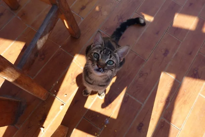 Stray Cat In Egypt