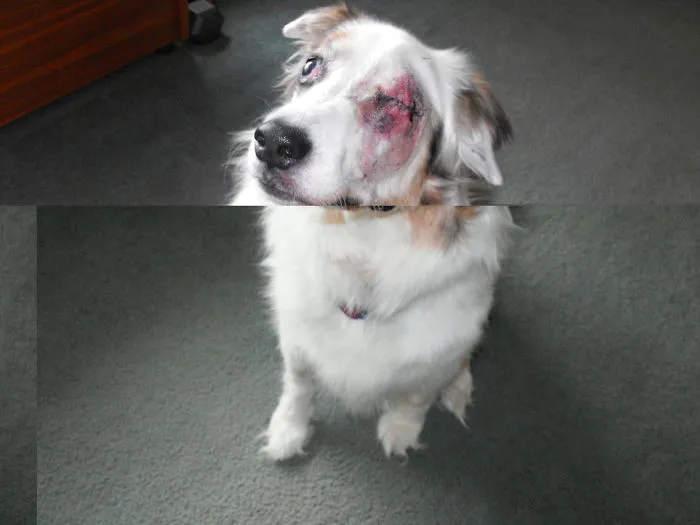 My Girl Daisymuffin.  Second Eye Is Now Removed To Ease Her Pain.  What A Tough Dog!