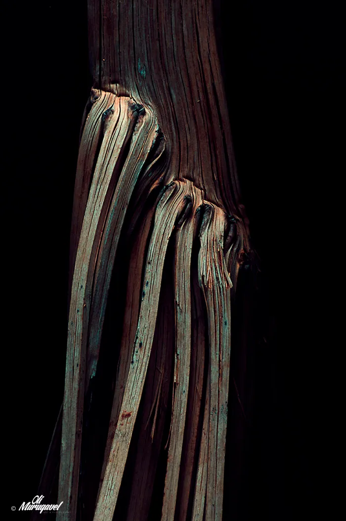 I Bring Things Which Looks Interesting To Me From Streets And Photograph Them - Part I