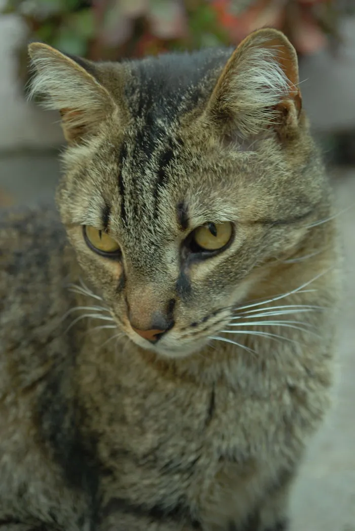 Close-up of a tabby cat showing unique features for pet names people now call their pets instead of the original one