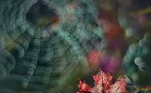 Beautiful Autumn In The Lens