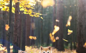 Leica The Shiba