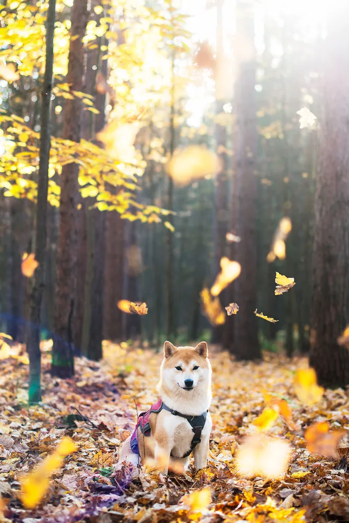 Leica The Shiba