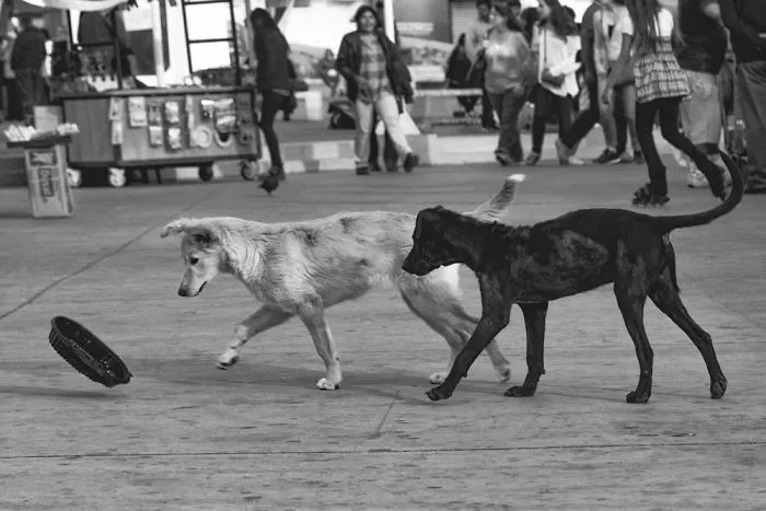 Dogs Will Be Dogs! Two Adorable Street Dogs At Play - 22 Image B&w Photo Series