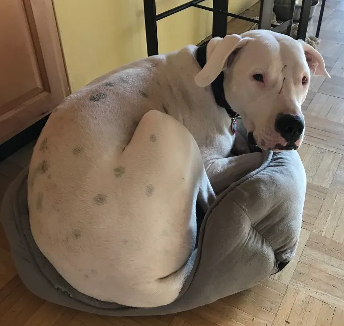 My Deaf Argentine Dogo, Xander, Prefers The Boston Terrier’s Bed.