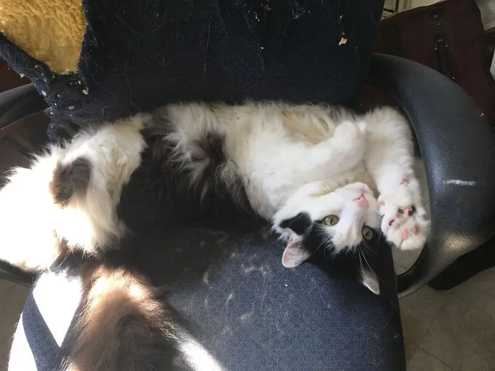 Black and white cat lounging on a chair, illustrating funny pet names people now call their pets instead of originals.