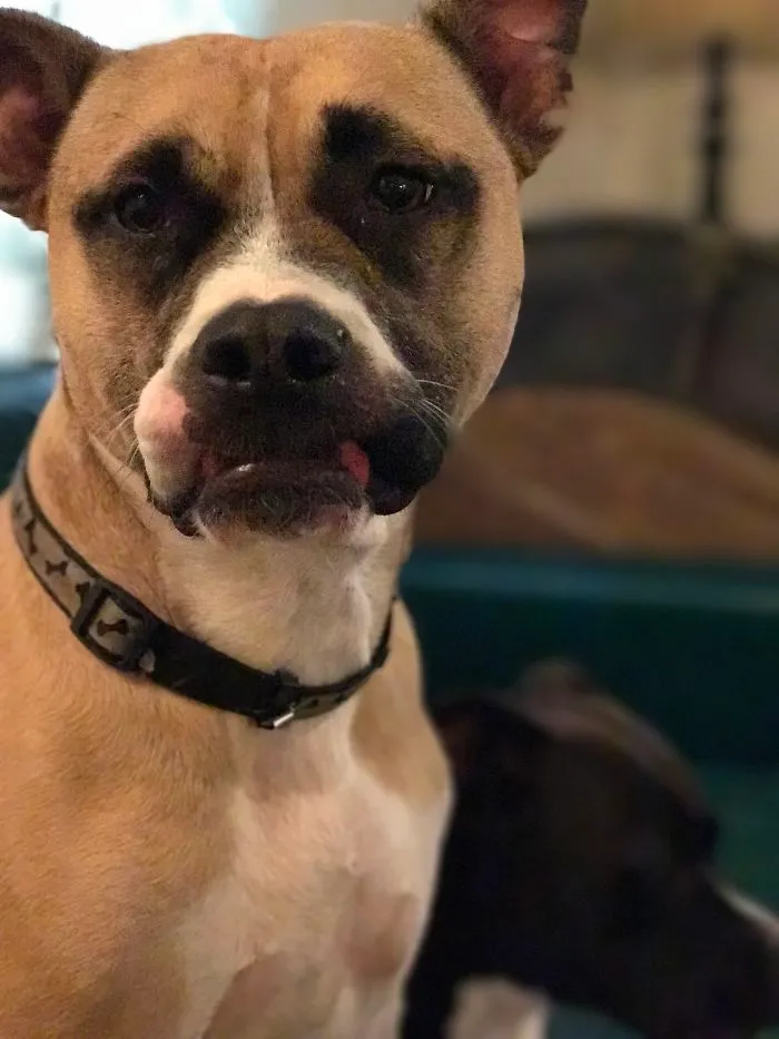 Snaggletooth