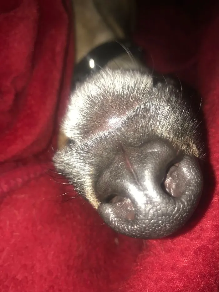 Close-up of a dog's nose as people share the new funny names they call their pets instead of the original one.