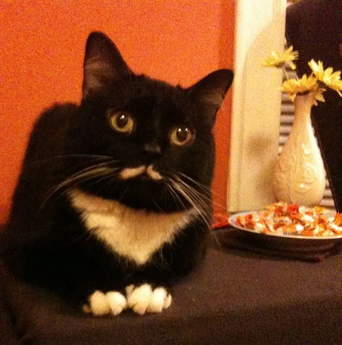 Black and white cat with unique markings, illustrating people sharing the funny new names they call their pets.
