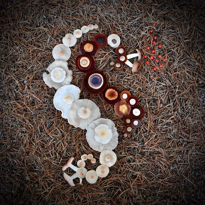 I Create My Own Dream World Using Wild Mushrooms
