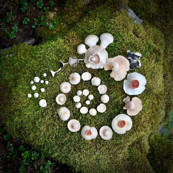 I Create My Own Dream World Using Wild Mushrooms