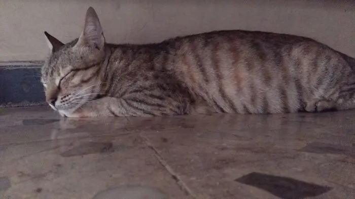 Tabby cat resting on the floor, illustrating people sharing funny new pet names instead of original ones.