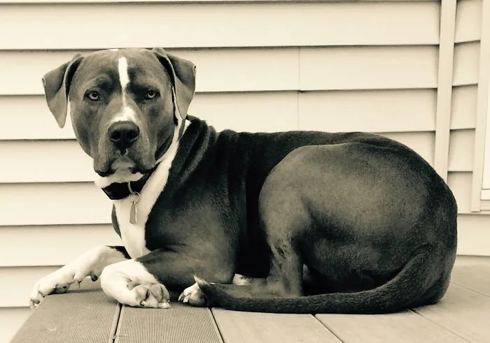 This Is My Dog Named Blue.