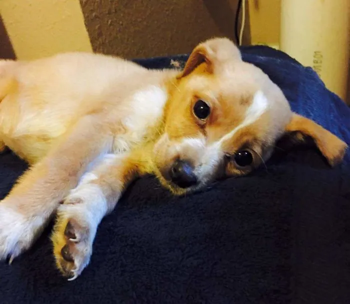 “Not So Perfect” Pets That Are Perfect To You