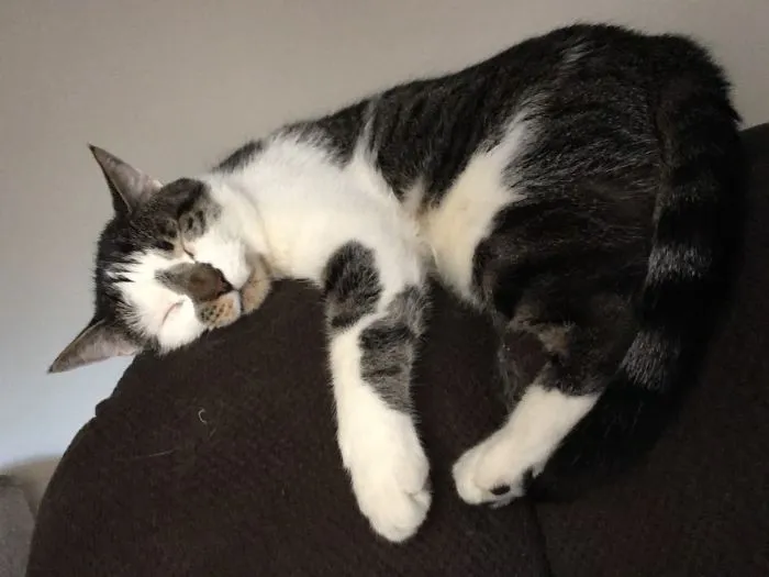 This Is Minnow. We Took Him In To Foster After His Brother Died. He Almost Lost His Hearing And Vision Vet Gave Him A 50/50 Survival. My Husband Took One Look At Him And Nursed Him For The First 2wks, He Never Returned To The Shelter And Is Now The New Owner Of This Chair!