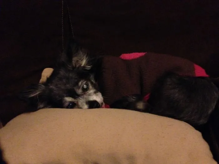 Ralphie, My Blind 18 Year-Old Dog
