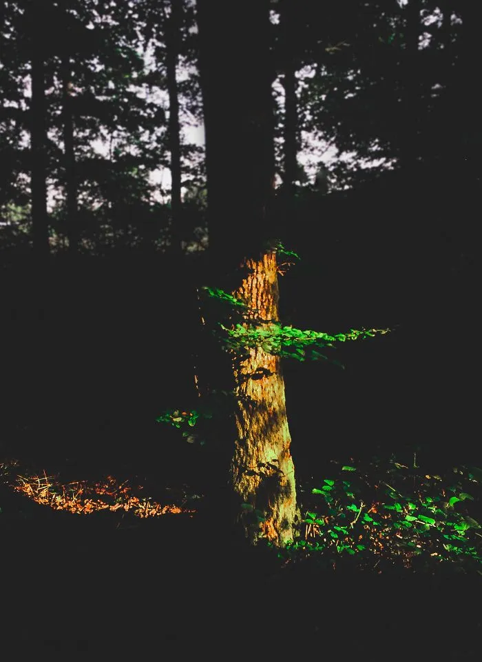 I Take Pictures With My Smartphone To Prove That It's Not The Equipment That Matters