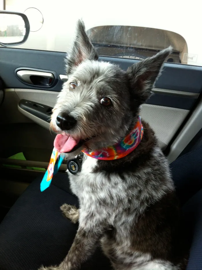 Pirate- A 14 Yo Rescue That Was Born Completely Deaf. Now Queen Of All She Sees.