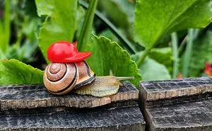 Gardening A New Found Hobby