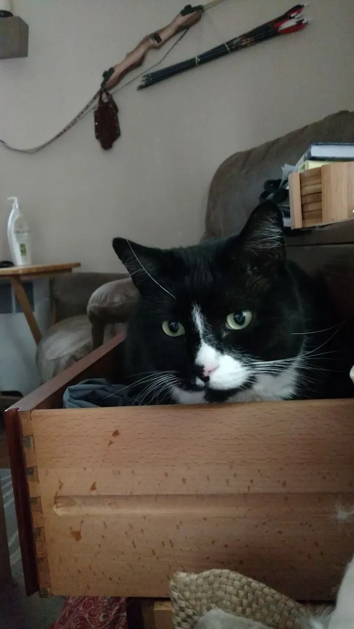 Black and white cat sitting inside a wooden drawer, illustrating hilarious pet names people now call their pets instead of the original ones.