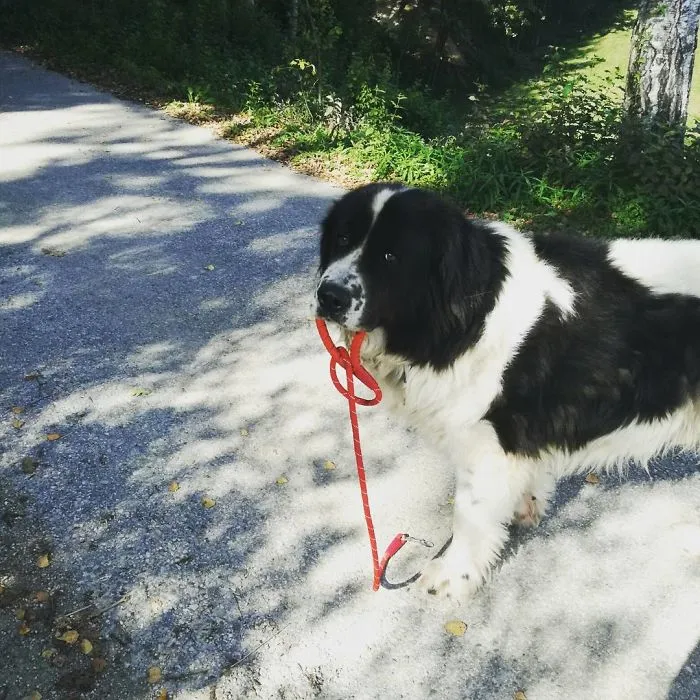 Maxi, Has To Take Medicine Daily, To Stop His Hips From Hurting